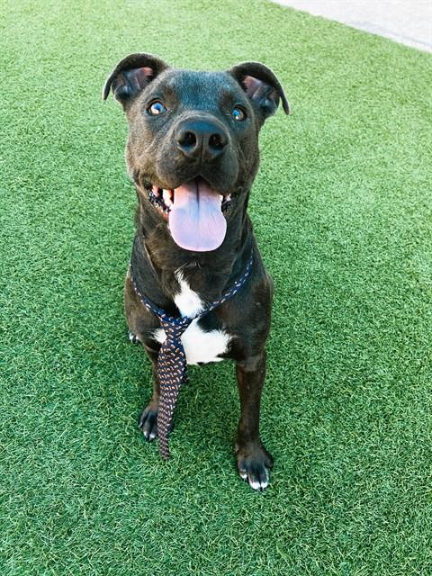 Buddy, a Pit Bull Terrier (mix breed), available for adoption