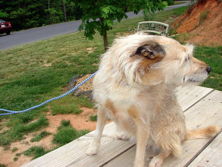 Other Photos of thie Dog