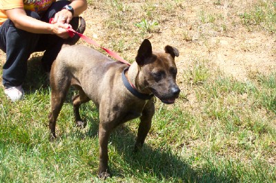 Other Photos of thie Dog