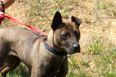 Other Photos of thie Dog