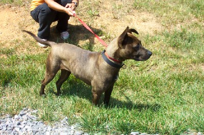 Other Photos of thie Dog