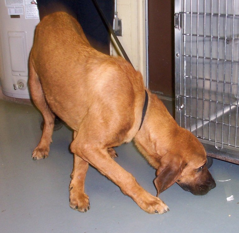 Other Photos of thie Dog