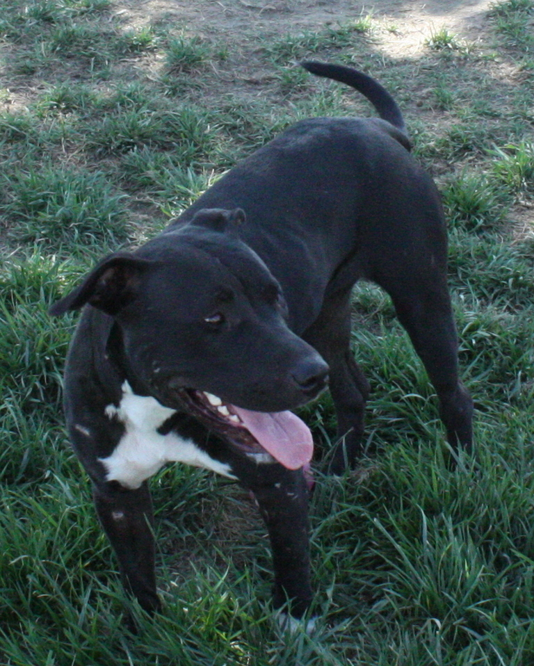 Other Photos of thie Dog