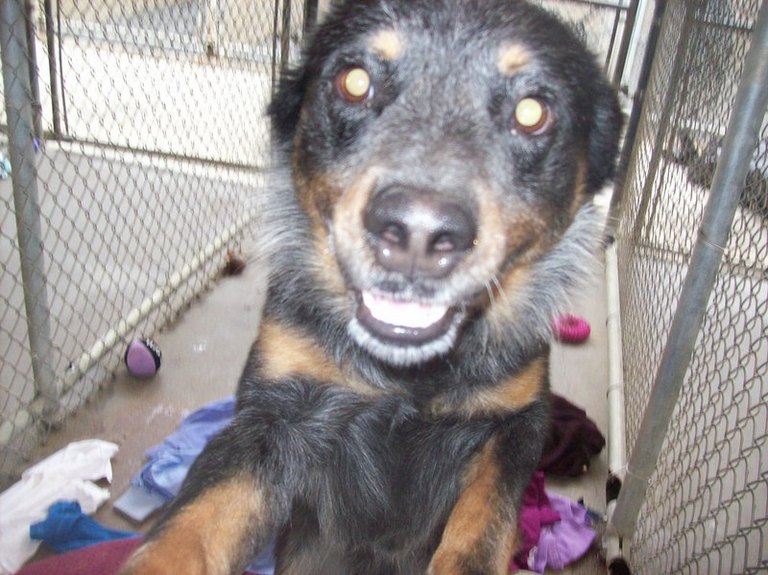 Other Photos of thie Dog