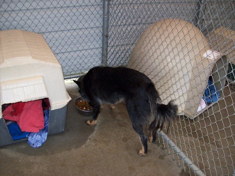 Other Photos of thie Dog