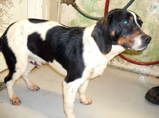 Other Photos of thie Dog