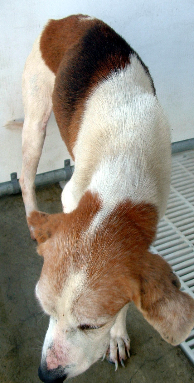 Other Photos of thie Dog