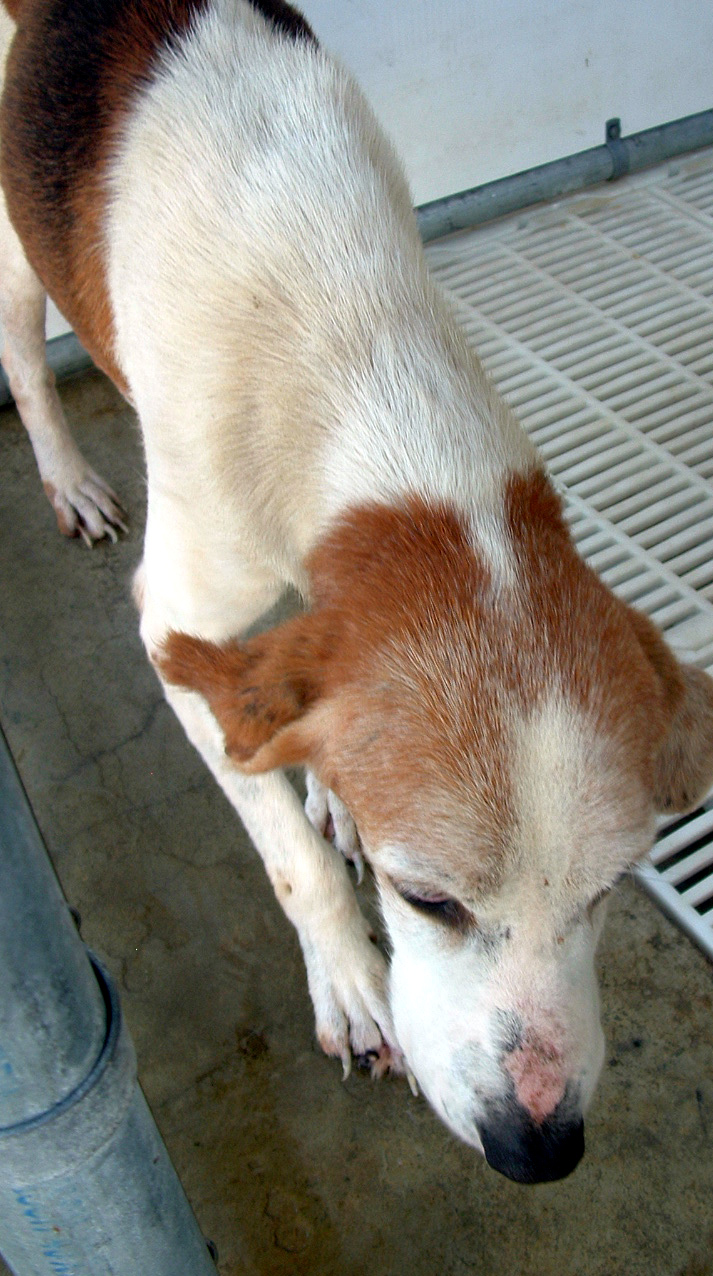 Other Photos of thie Dog