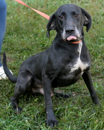 Other Photos of thie Dog