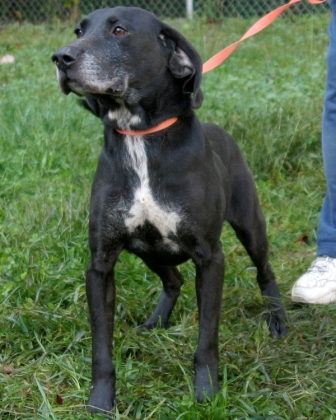 Other Photos of thie Dog