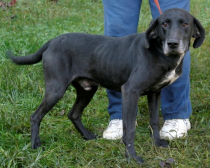 Other Photos of thie Dog