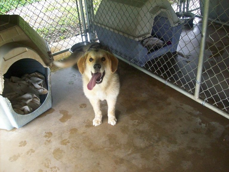 Other Photos of thie Dog