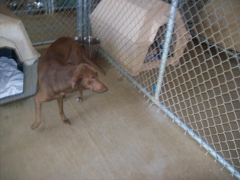 Other Photos of thie Dog