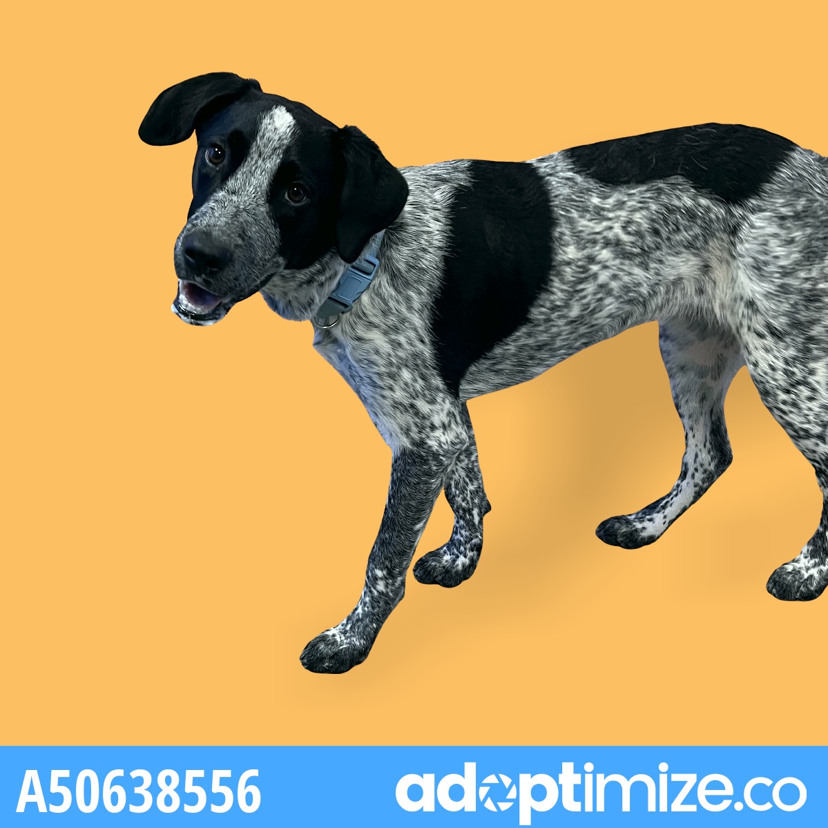 Main Photo of this Dog