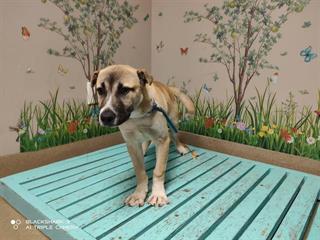 Other Photos of thie Dog