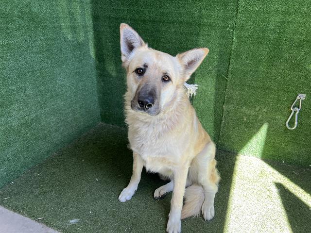 Main Photo of this Dog
