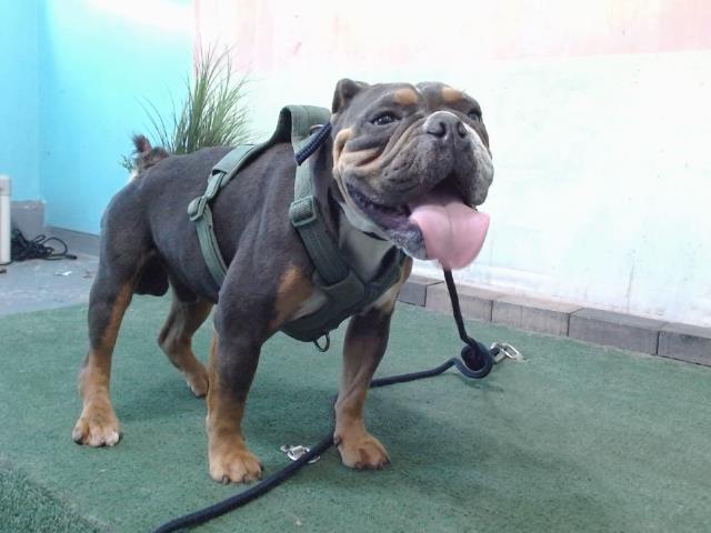 Other Photos of thie Dog