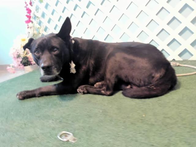 Other Photos of thie Dog