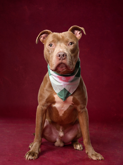 Hero, a Pit Bull Terrier, available for adoption