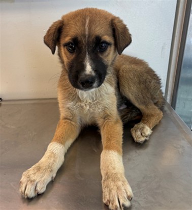 Romulus, a German Shepherd, available for adoption