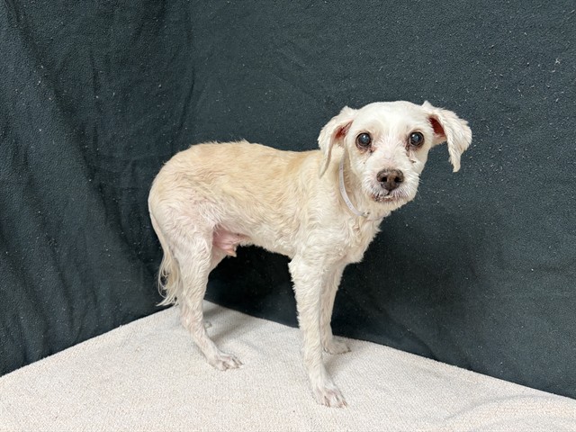 Jake, a Poodle, available for adoption