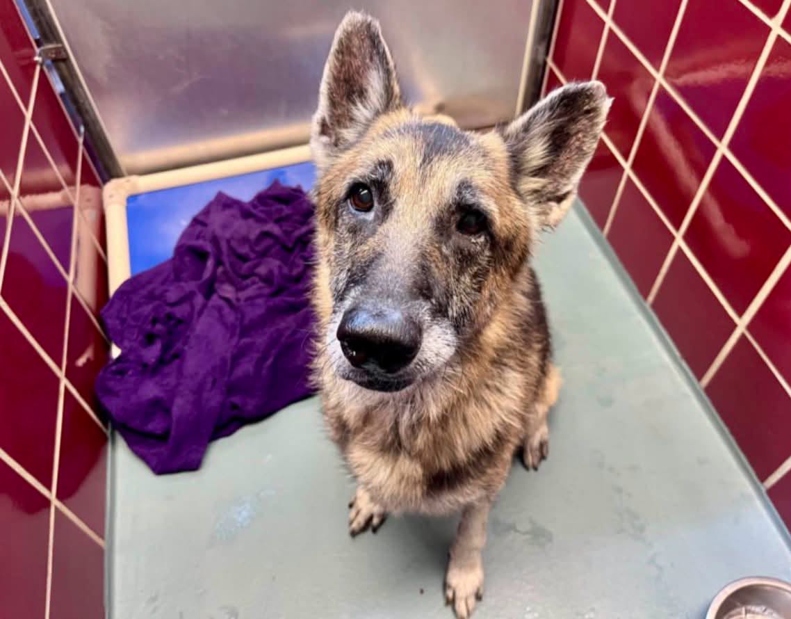 Jackson, a German Shepherd, available for adoption