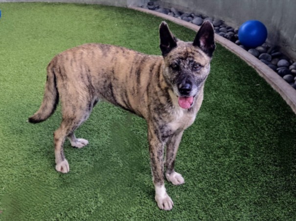 Poppy, a Dutch Shepherd, available for adoption