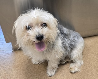 Max, a Yorkshire Terrier Yorkie (mix breed), available for adoption