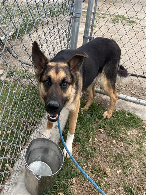 Waffles, a German Shepherd, available for adoption