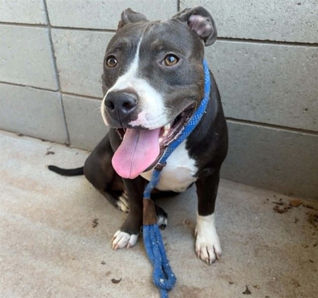 Petunia, a Pit Bull Terrier, available for adoption