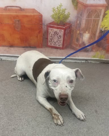 Hannah, a Pit Bull Terrier, available for adoption