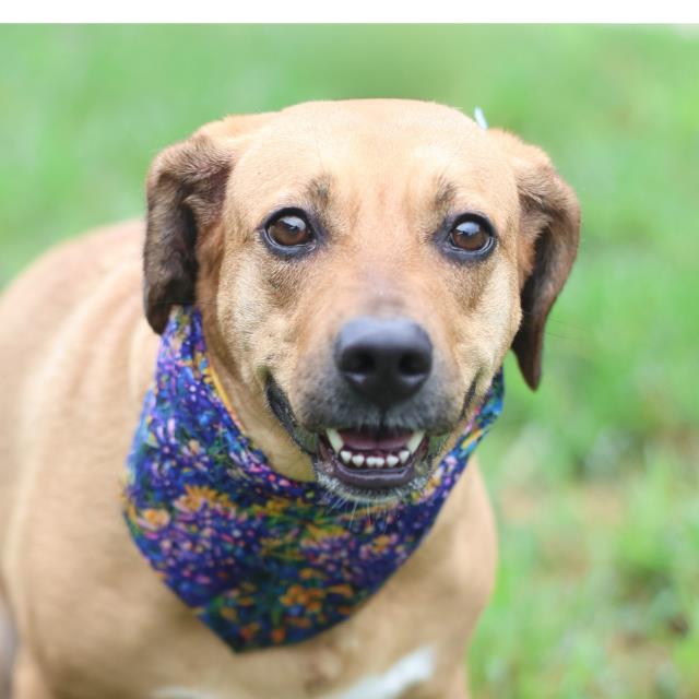 Kelly, a Hound (mix breed), available for adoption