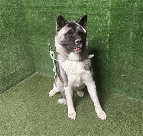 Delta, a Akita, available for adoption