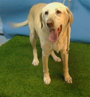 Missy, a Labrador Retriever, available for adoption