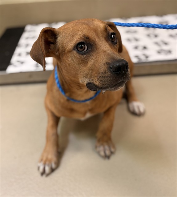 Birdie, a Pit Bull Terrier, available for adoption