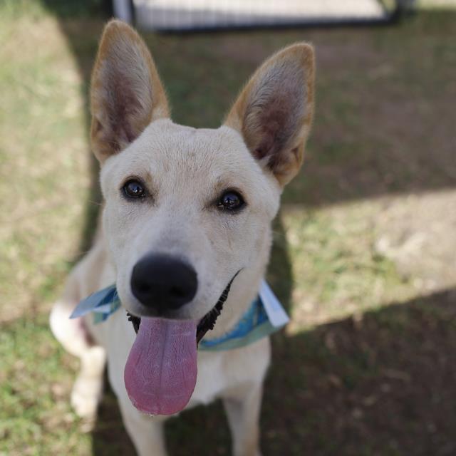 Gerard, a Shepherd (mix breed), available for adoption