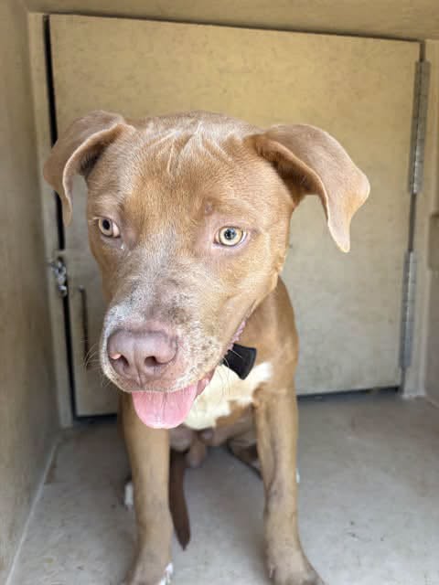 A478590, a Pit Bull Terrier, available for adoption
