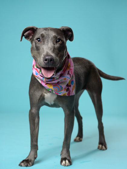 Mocha8, a Pit Bull Terrier, available for adoption