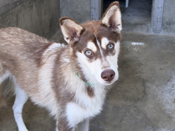 Danny, a Siberian Husky, available for adoption