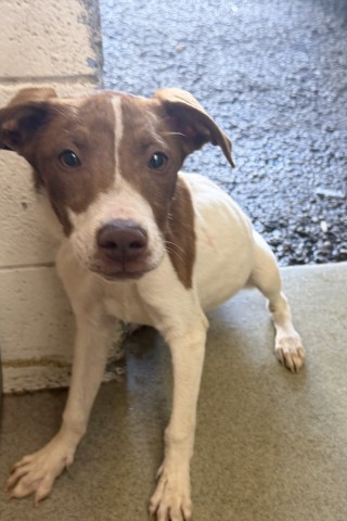 Robin, a Labrador Retriever (mix breed), available for adoption