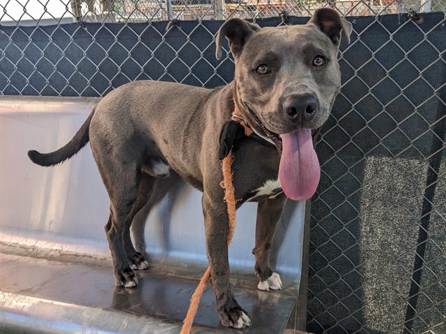 Timber, a Staffordshire Bull Terrier (mix breed), available for adoption