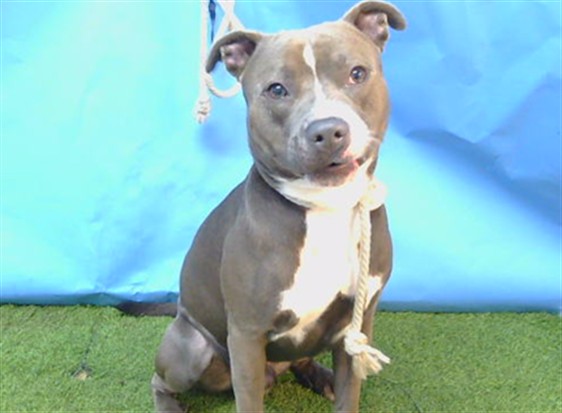 A5792727, a Bullmastiff, available for adoption