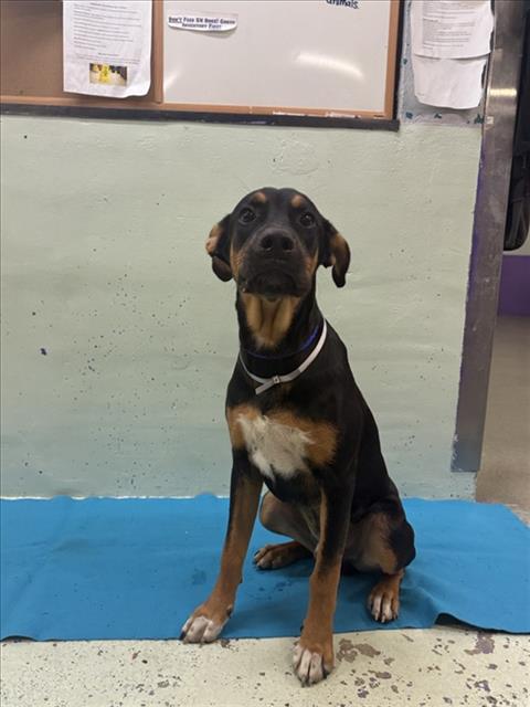 Bruno, a Entlebucher (mix breed), available for adoption