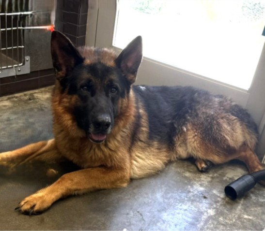 Houston, a German Shepherd, available for adoption