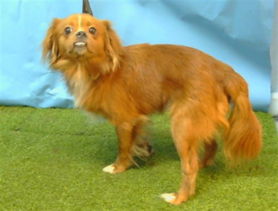 A5793500, a Terrier, available for adoption