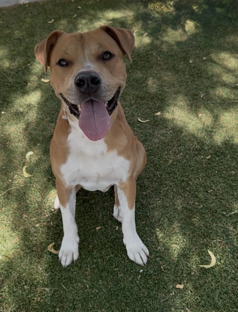 Bowser Jr, a Pit Bull Terrier, available for adoption