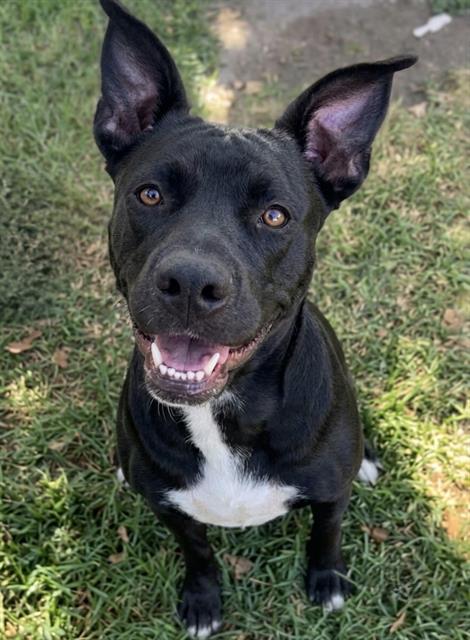 Zero, a Black Labrador Retriever (mix breed), available for adoption