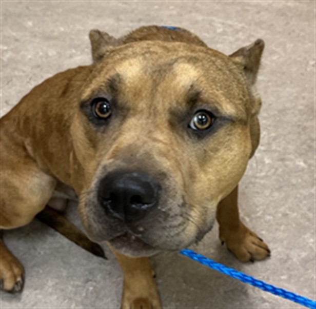 Bowman, a Pit Bull Terrier (mix breed), available for adoption