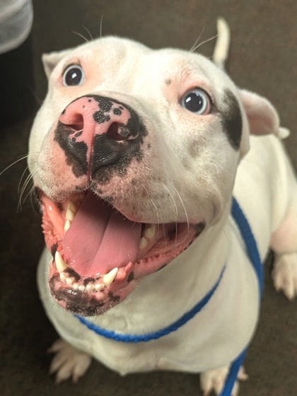 Adoptable pet photo