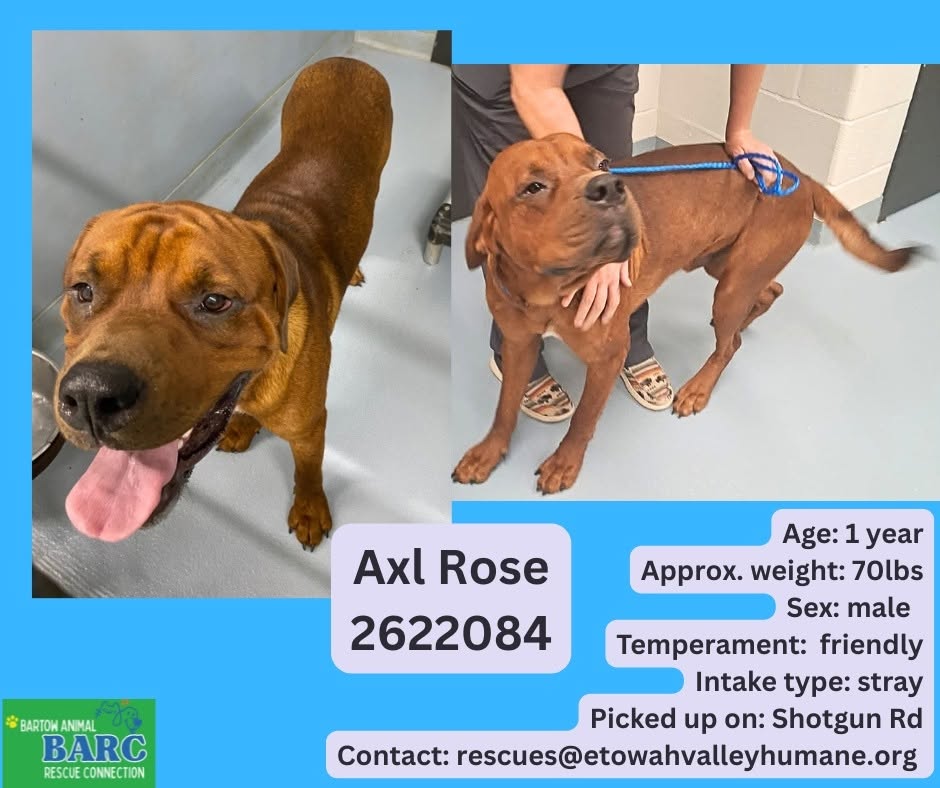 Adoptable pet photo